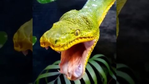 Как зевают змeи