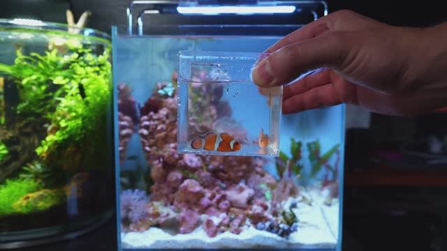 Создание НАНО-РИФА для рыбок-клоунов. Полное пошаговое руководство для начинающих смотреть онлайн
