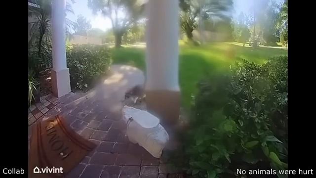 Лучшие забавные видео со всего интернета (2025)