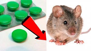 Как избавиться от мышей и крыс навсегда За 1 минуту...!!...