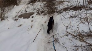 Разгулялся котик.