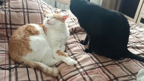 Кузя и девочка