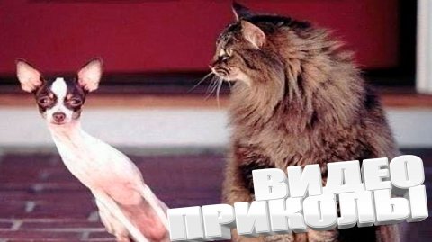 ПРИКОЛ \ ПОДБОРКА ПРИКОЛОВ Я РЖАЛ ДО СЛЕЗ, ЛУЧШИЕ ПРИКОЛЫ 2025 СМЕШНЫЕ ВИДЕО, ДЕВУШКИ , ПОДБОРКА