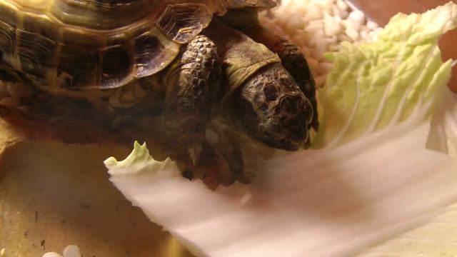 Сухопутная черепаха