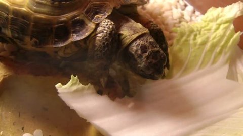 Сухопутная черепаха