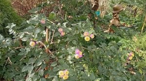 Зимой на Чёрное море. Сочи, санаторий Ивушка, территория и столовая. 14.12.2025 года