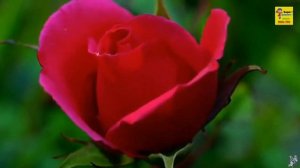 Дом - твой рай на земле (автор Весёлый хлебник)