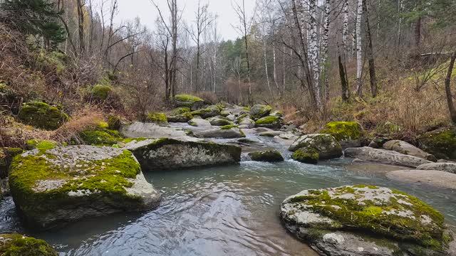 Белокуриха туманная-24_День 4