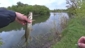 ЭТИ РЫБИНЫ ГНУТ СПИННИНГ В БУБЛИК! ПРИРОДА КАК В СКАЗКЕ, ГЛАЗ НЕ ОТОРВАТЬ! Рыбалка 2024.