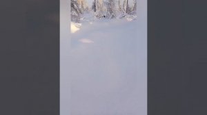 зимняя охота на тетерева (ссылка на телеграм канал в описании