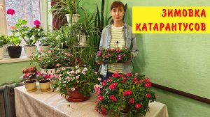 Как сохранить катарантусы зимой! Условия выращивания катарантусов зимой!