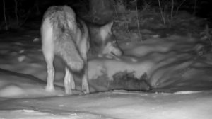 🐺 фото ловушка