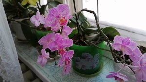 На окне моем цветы цветут, за окном иороз минус 30.