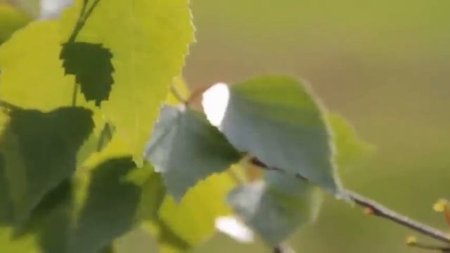 ВЕРБНОЕ ВОСКРЕСЕНЬЕ! ЕЛЕНА ФРОЛОВА.