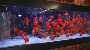 Германия: ДИСКУСЫ - приватная экскурсия по коллекции мирового уровня