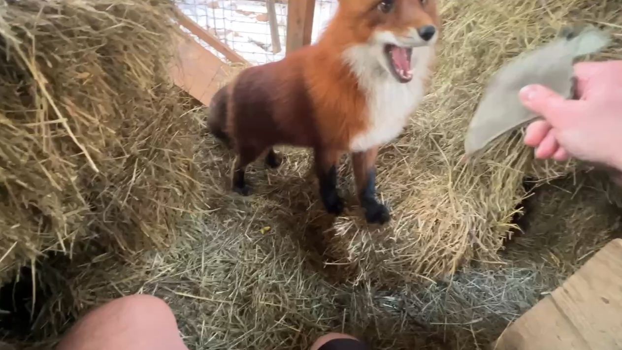 Лиса-Алиса. Лис Игнис говорит, что это его подушка