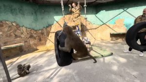 Люся, Степа, Маня и Тося рванули помогать папе с Денисом вешать колеса и лестницы, СМЕХОТА!!!