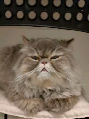 сидим с чатиком