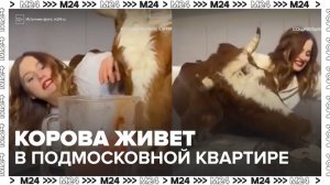 Жительница Подмосковья поселила в доме корову - Москва 24
