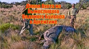 Дикая Охота на Выносливого Водяного Буйвола в Аргентине
