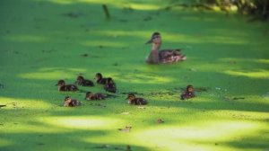 СПОКОЙНАЯ И РАССЛАБЛЯЮЩАЯ МУЗЫКА ДЛЯ ОТДЫХА И ЗАСЫПАНИЯ