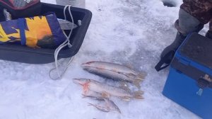 Рыбалка на щуку! Миша и Илья показывает мастер класс!!!