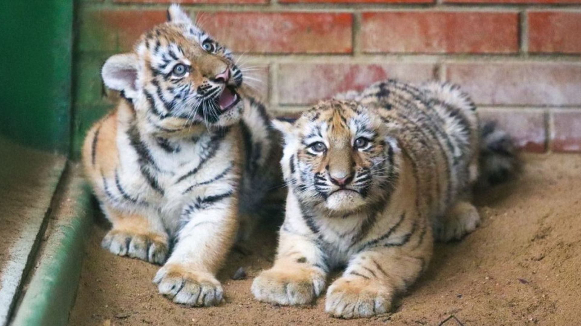 Два амурских тигренка родились в Московском зоопарке