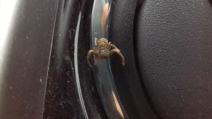Паук в машине