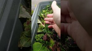 Неделя пролетела ) Колеусы  укореняются.