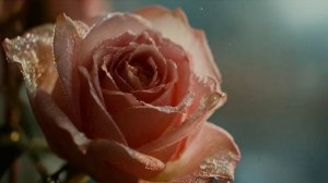 Сон садовника. Вячеслав Деревенский