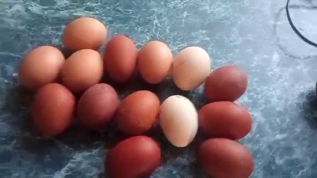 ПОМЕНЯЛА КУР и ПОЖАЛЕЛА ОБ ЭТОМ//Жизнь в деревне//