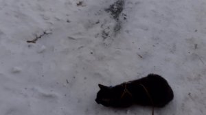 Вышел Тишка погулять.