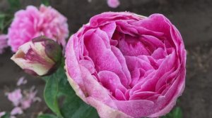 Распаковка пионов зима 2025 Обзор посадочного материала