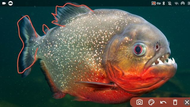 ПИРАНЬЯ-что за рыба?🐟