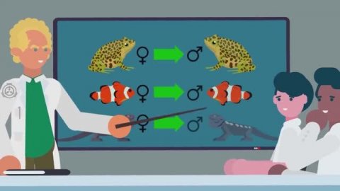 SCP-113 - Переключатель Пола (Объяснение SCP)