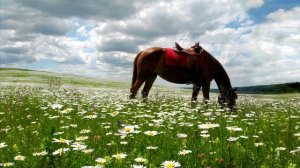 КРАСНЫЙ КОНЬ💥(В.Дьяконов)💥💥💥