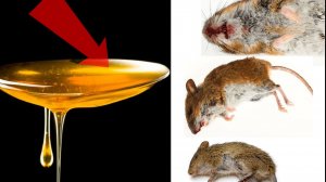 Как избавиться от мышей и крыс навсегда За 1 минуту!!.....