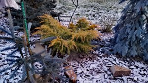 СКАЗОЧНЫЙ ЦВЕТ ХВОЙНЫХ в мороз!❄️🌲❄️Последняя прогулка года! 14.12.2025г #сад #дача #обзор #garden