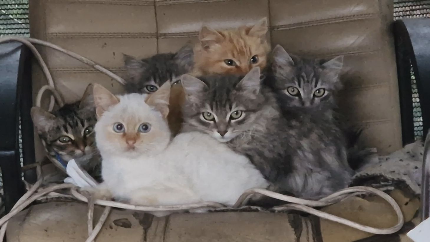 Неожиданные гости