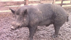 Поход к лечебному роднику , встреча с диким кабаном