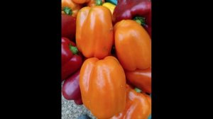 ВЫБИРАЮ ОРАНЖЕВЫЕ СОРТА ПЕРЦА.