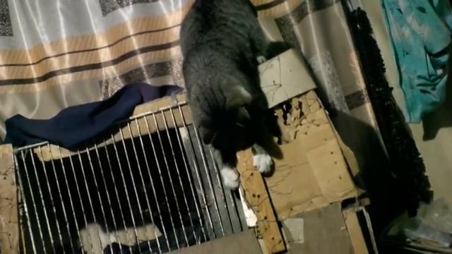 Поведение Серого как бы наслышанное им