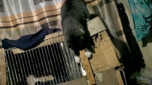 Поведение Серого как бы наслышанное им