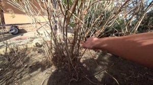 ОДИН ДЕНЬ ИЗ ЖИЗНИ В АНАПЕ. ОБРЕЗАЮ ГОРТЕНЗИЮ И УБИРАЕМСЯ В БЕСЕДКЕ. ГОТОВЛЮ ВКУСНЯШКИ.