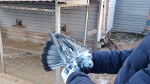 Обзор моих Николаевских голубей