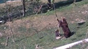 Когда дома наделал делов и мама заметила