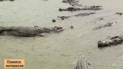 ЖИВОТНЫЕ АФРИКИ! Развивающие для детей + видео про животных