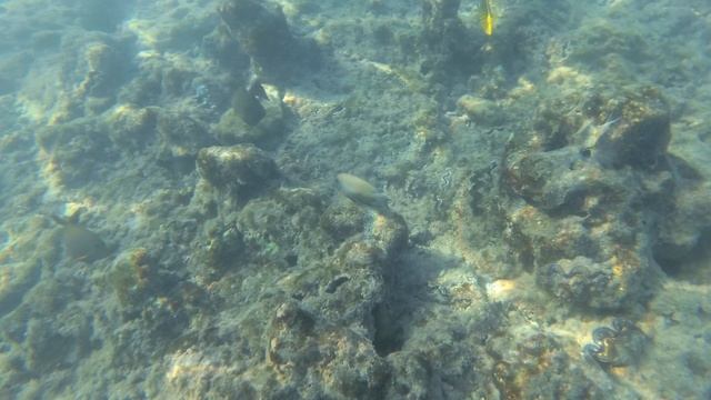 2025-11-18_145836 Рыбки хирург бабочки и прочие