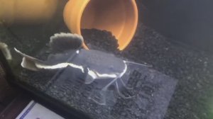 Краснохвостый сом  🐟➡️🦖 ИЗ МАЛЫША В МОНСТРА! Невероятная трансформация