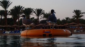 Чайки на закате.20.11.2025  Родной Форт Арабеск.